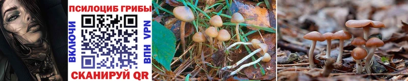 Галлюциногенные грибы Psilocybe  Барнаул 